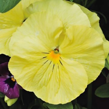 Large-flowered pansy Raviola Pure Lemon - plug plant