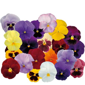 Viola wittrockiana F1 Supreme Mix - Swiss Garden Pansy