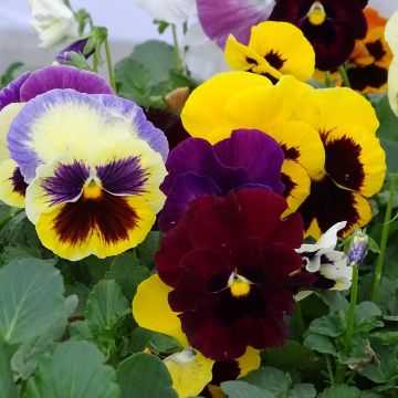 Viola (x) wittrockiana Hercule F1 Mix