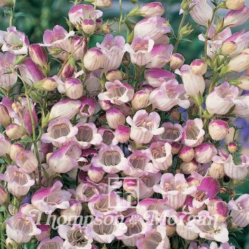 Penstemon Lilac Frost