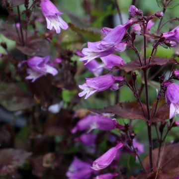 Penstemon smallii - Beardtongue