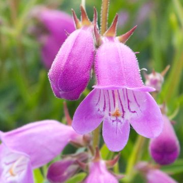 Penstemon Sweet Joanne - Beardtongue