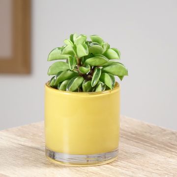 Peperomia dolabriformis Fire Sparks - Prayer pepper
