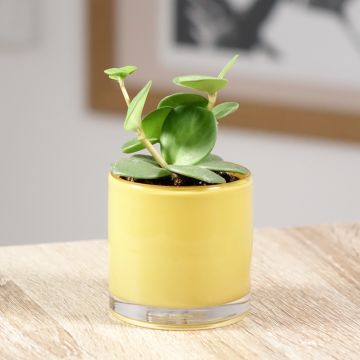 Peperomia deppeana x quadrifolia Hope