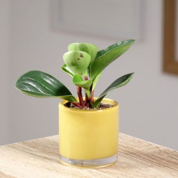 Peperomia obtusifolia  Red Canyon® - Pépéromia à feuilles obtuses - Baby Rubber Plant