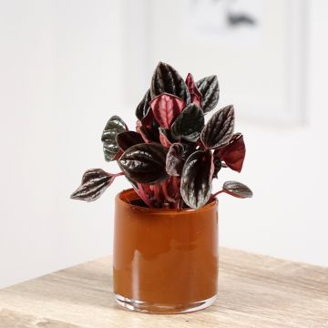 Peperomia caperata Montevideo - Plante aux cannes blanches, Pépéromia ridé, Canne d'aveugle