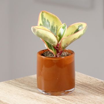 Peperomia clusiifolia Red Margin - Red edge radiator plant