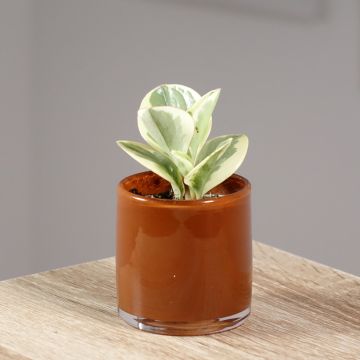 Peperomia obtusifolia Obtipan Bicolor - Baby rubber plant