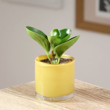 Peperomia obtusifolia  Green - Pépéromia à feuilles obtuses