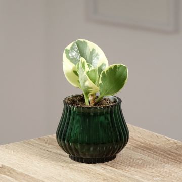 Peperomia obtusifolia USA - Baby rubber plant