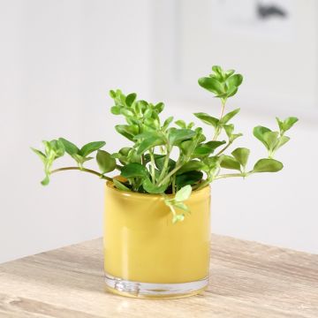 Peperomia rotundifolia - Trailing jade