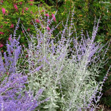 Perovskia (x) atriplicifolia Silvery Blue