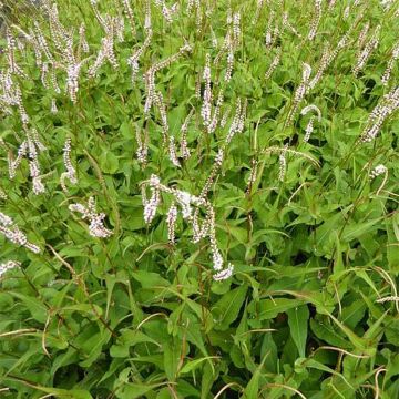 Persicaria amplexicaulis White Eastfield - Mountain Fleece