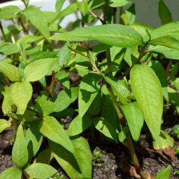 Vietnamese Coriander - Persicaria odorata