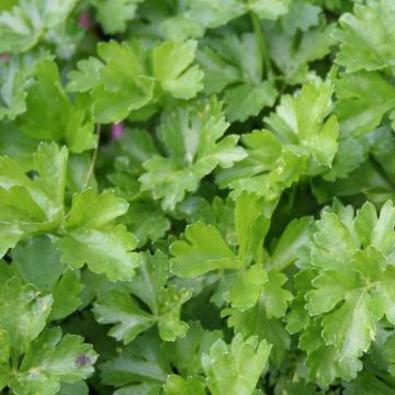 Parsley Giant of Italy
