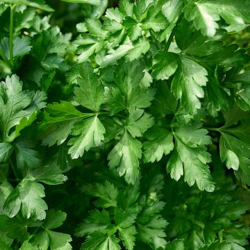 Common Parsley