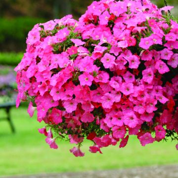 Petunia Hybrida Salmon Velvet F1 Hybrid Petunia Hybrida Salmon Velvet F1 Hybrid