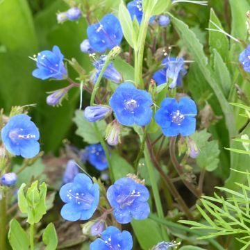 Phacelia campanularia Blue Wonder Seeds