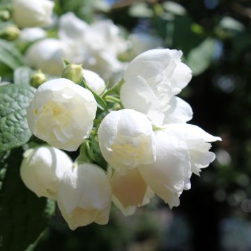 Philadelphus (x) virginalis Albâtre 
