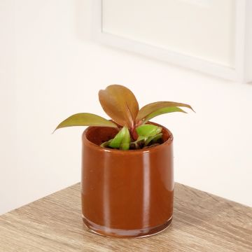 Philodendron x erubescens Cherry Red