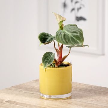 Philodendron rubrijuvenile El Choco Red