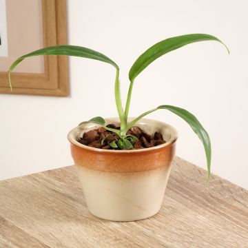Philodendron elegans 