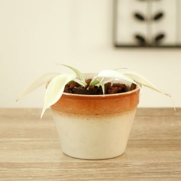Philodendron squamiferum x pedatum 'Florida Ghost' 