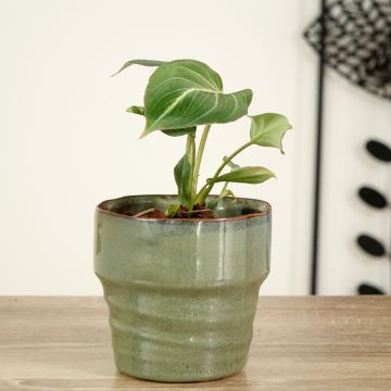 Philodendron gloriosum - Glorious Philodendron 