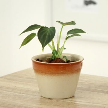 Philodendron verrucosum Incensi