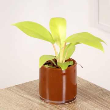 Philodendron erubescens Malay Gold 