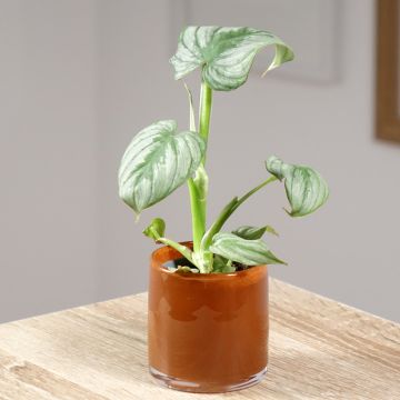 Philodendron gloriosum x pastazanum McDowell 