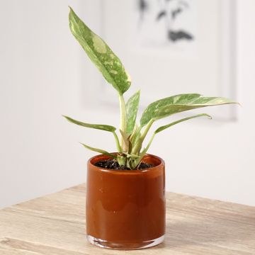 Philodendron  Narrow Ring of Fire - Philodendron hybride Narrow Ring of Fire