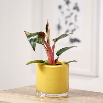 Philodendron x erubescens Pink Bikini