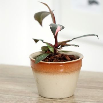 Philodendron x erubescens Pink Princess - Hybrid Philodendron Pink Princess