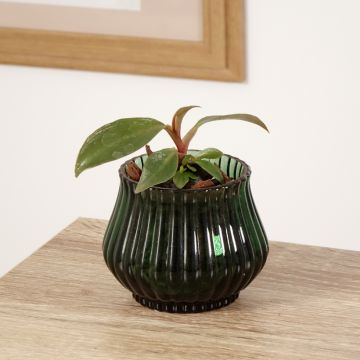 Philodendron tuxtlanum Royal Queen