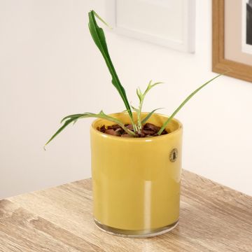 Philodendron tortum - Fern-leaf Philodendron