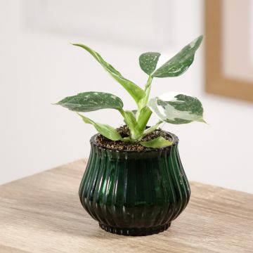 Philodendron x erubescens White Wizard - Philodendron hybrid White Wizard