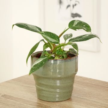 Philodendron x erubescens White Princess - Philodendron hybrid White Princess