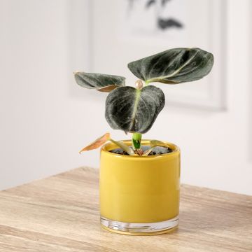 Philodendron melanochrysum - Black-gold philodendron