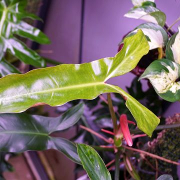Philodendron mexicanum