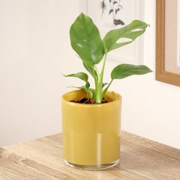 Philodendron Minima - Mini Monstera