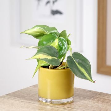 Philodendron scandens Brasil - Heartleaf philodendron