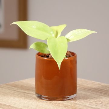 Philodendron bipennifolium Aureum Golden Violin