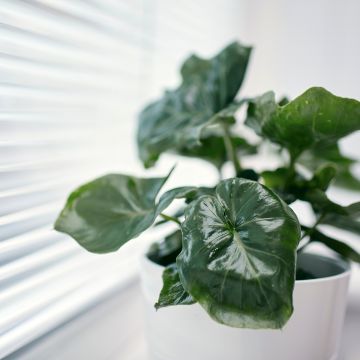 Philodendron Jungle