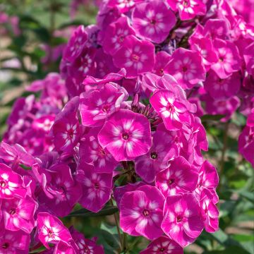 Phlox paniculata Bambini Sweet Tart Versweta