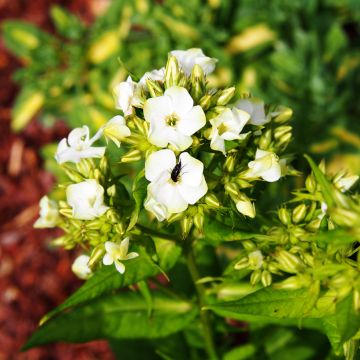 Phlox paniculata Jade