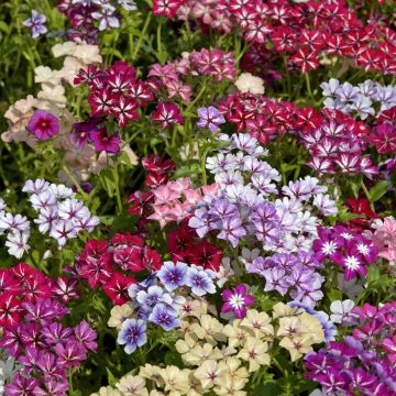 Phlox drummondii Starry Eyes