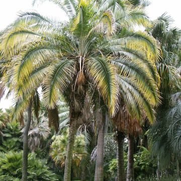Phoenix roebelinii - Pygmy Date Palm