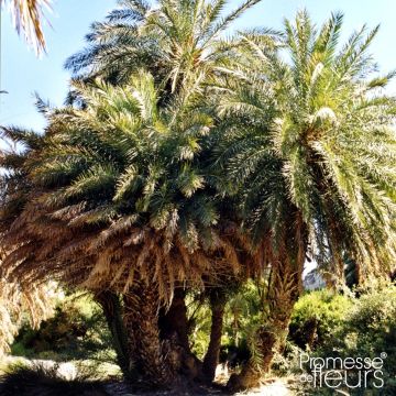 Phoenix theophrasti - Cretan Date Palm