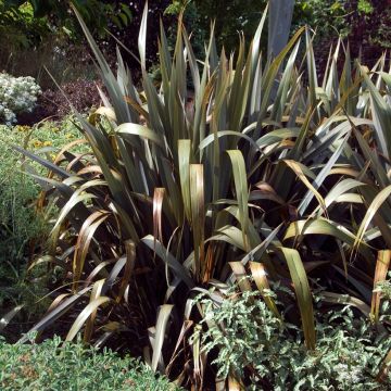 Phormium cookianum Bronze Baby